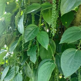Fresh green black pepper berries growing on a pepper vine in Coorg plantation