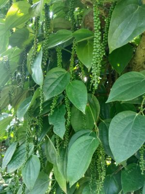 Fresh green black pepper berries growing on a pepper vine in Coorg plantation