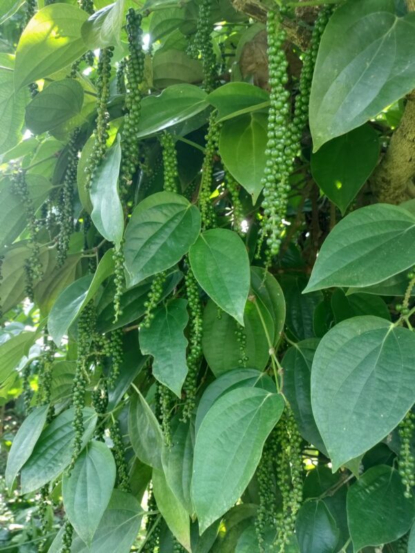 Fresh green black pepper berries growing on a pepper vine in Coorg plantation