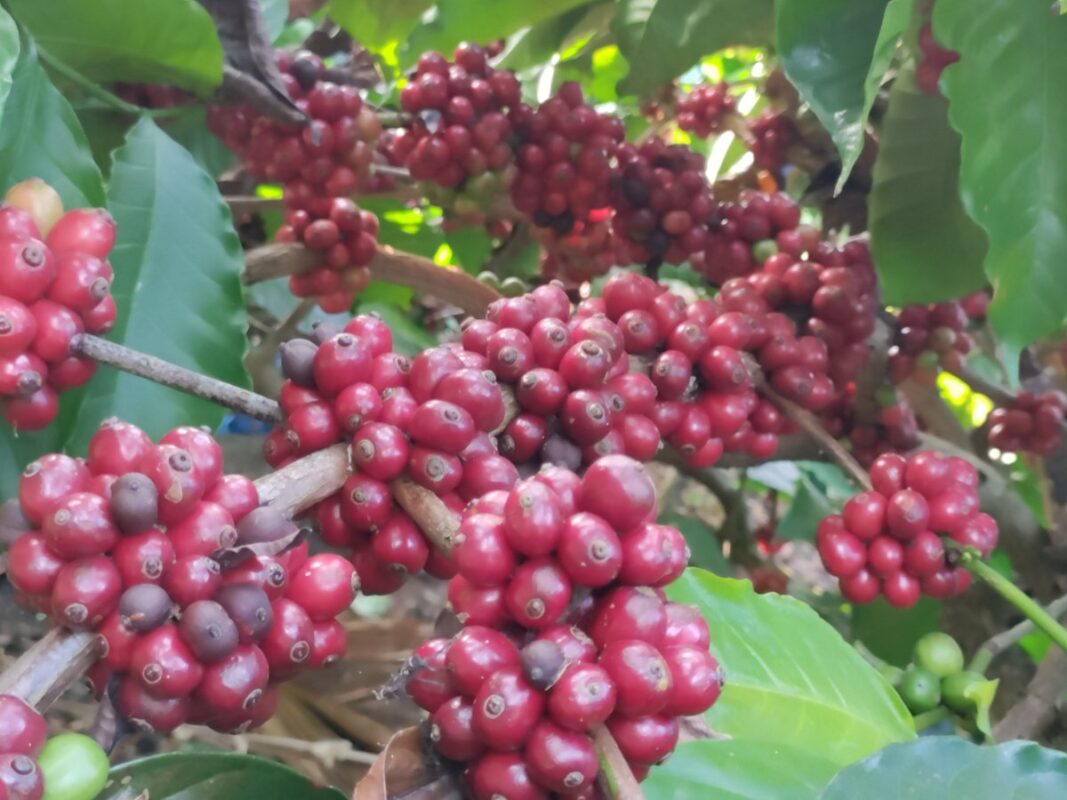 Premium shade-grown coffee cherries from Coorg India