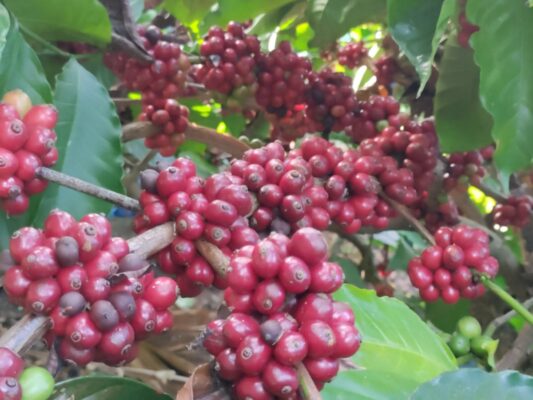 Premium shade-grown coffee cherries from Coorg India